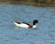 Tadorne de belon_7202.jpg